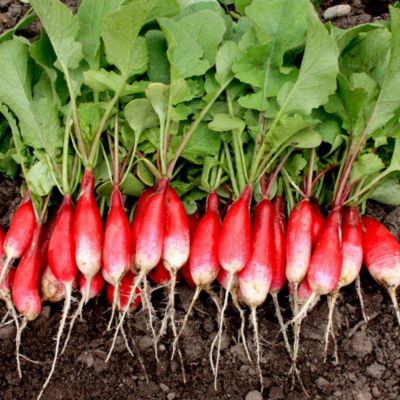 Radish Seeds - French Breakfast