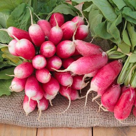 Radish Seeds - French Breakfast 4 - Francis