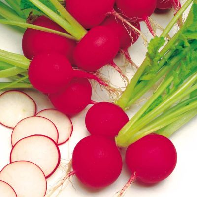 Radish Seeds - Scarlet Globe