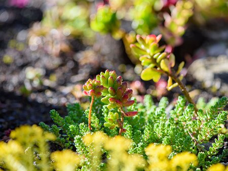 Raised Beds, Rockeries and Drought-resistant Alpine Plants - Tuesday 27th April 2027