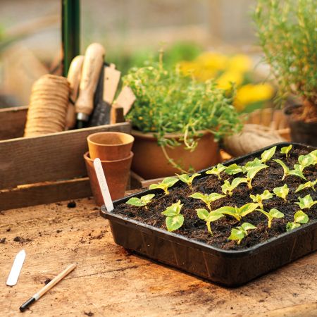 Rigid Standard Seed Tray