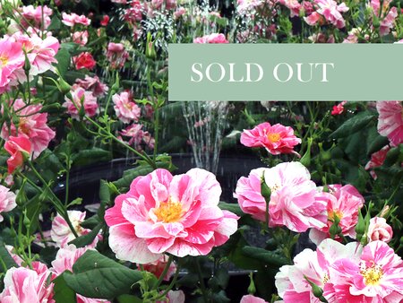 Rose Day Talk - 11am - Saturday 27th June 2026