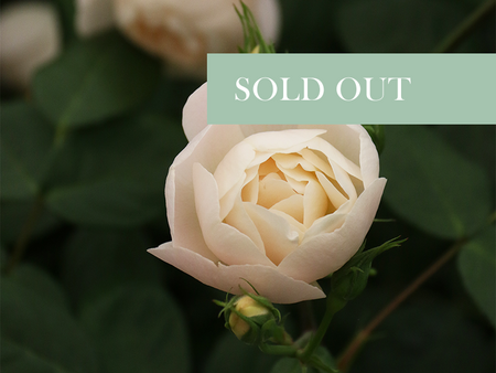 Rose Day Talk - 11am - Saturday 27th June 2026