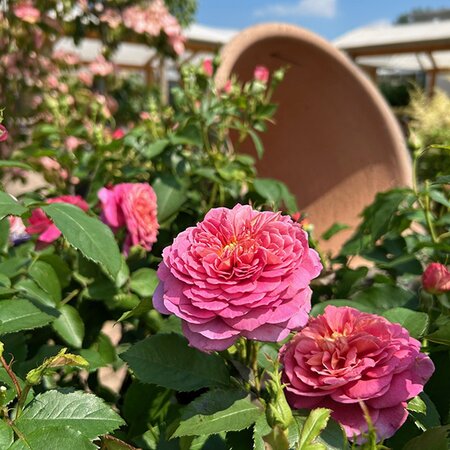 Rose Day Talk - 11am - Saturday 28th June 2025