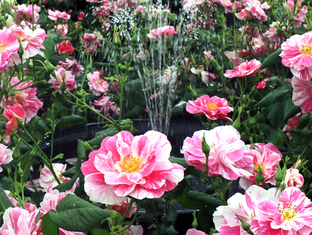 Rose Day Talk - 1pm - Saturday 27th June 2026