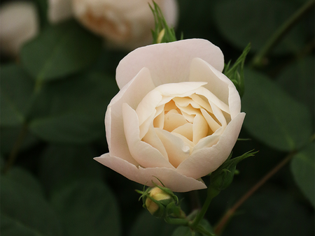 Rose Day Talk - 1pm - Saturday 27th June 2026