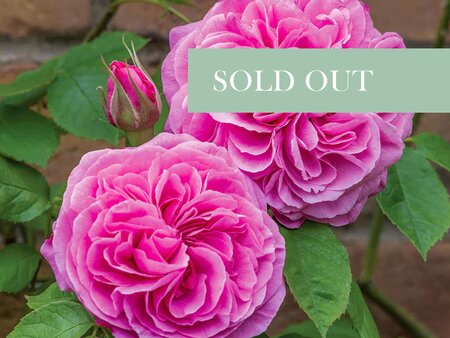 Rose Day Talk - 1pm - Saturday 28th June 2025