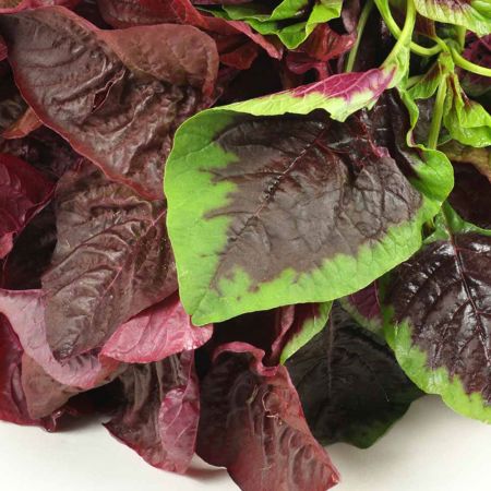 Salad Leaves Seeds - Andean Superfood Mix