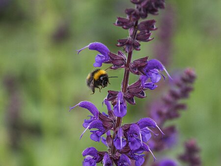Salvias Masterclass - Tuesday 29th June 2027