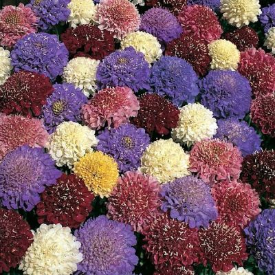 Scabious Seeds - Dwarf Double Mixed