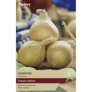Shallot - French Hermine (Pack of 10 Sets)