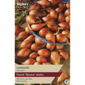 Shallot - French Longor (Pack of 10 Sets)