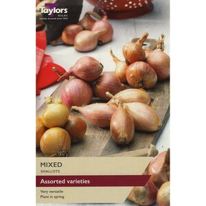 Shallots - Mixed Sets (pack of 12 sets)