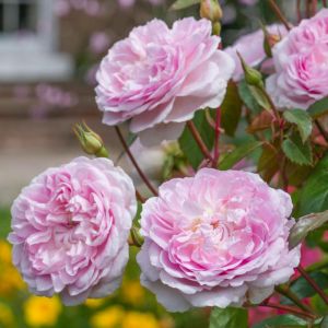 Silas Marner® English Shrub Rose - David Austin Roses