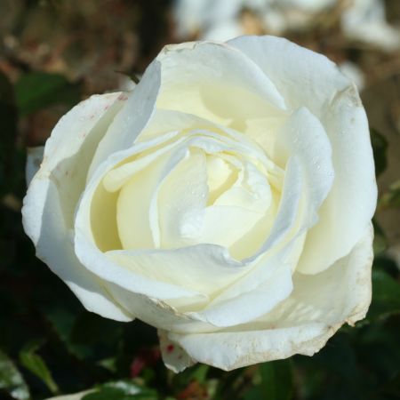 Silver Anniversary Bush Rose - Whartons Roses