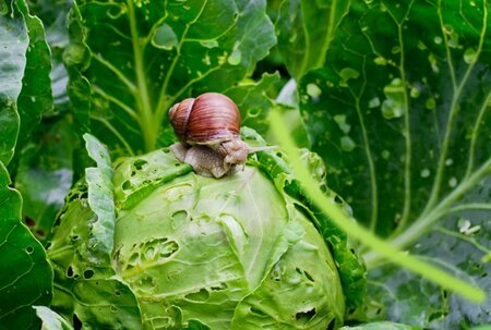 Slugs, Snails & Other Pests Workshop - Tuesday 23rd March 2027
