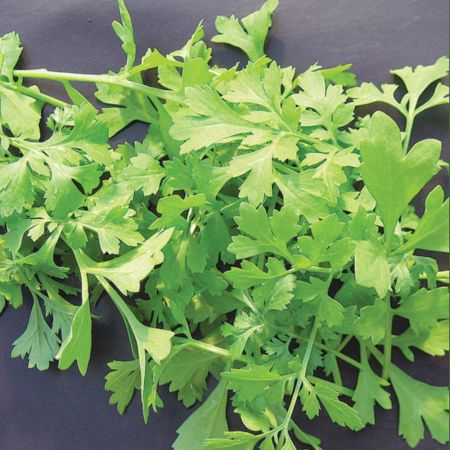Speedy Veg Seed - Leaf Salad Cress Greek
