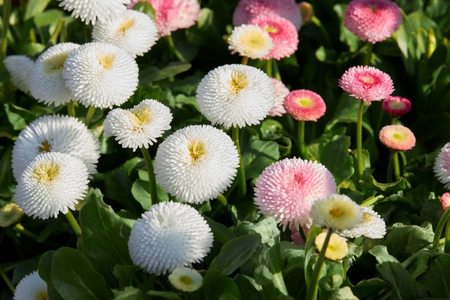 Spring Border Designs & Star Spring Plants - Tuesday 20th April 2027