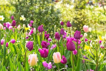 Spring Bulbs Masterclass - Tuesday 22nd September 2026
