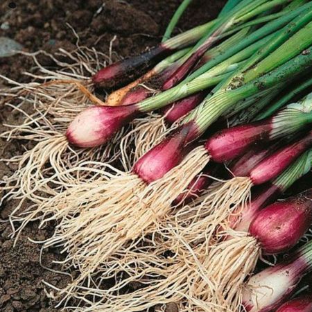 Spring Onion Seeds - Apache (Deep Purple)