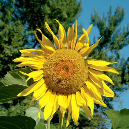 Sunflower Seeds - Pike's Peak