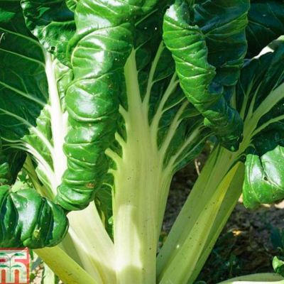 Swiss Chard Seeds - Fordhook Giant