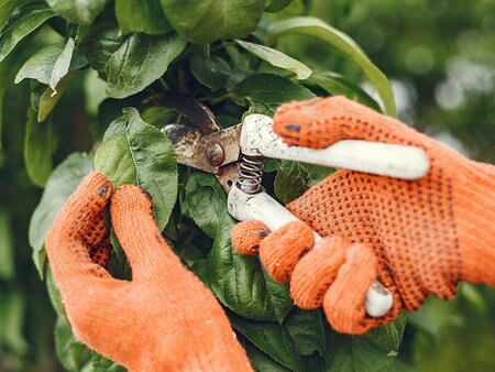 Take The Fear out of Pruning Workshop - Tuesday 23rd February 2027