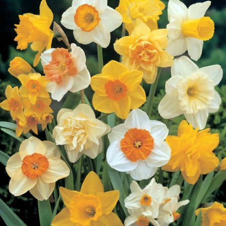 Taylors 5kg Mixed Daffodil Bulbs