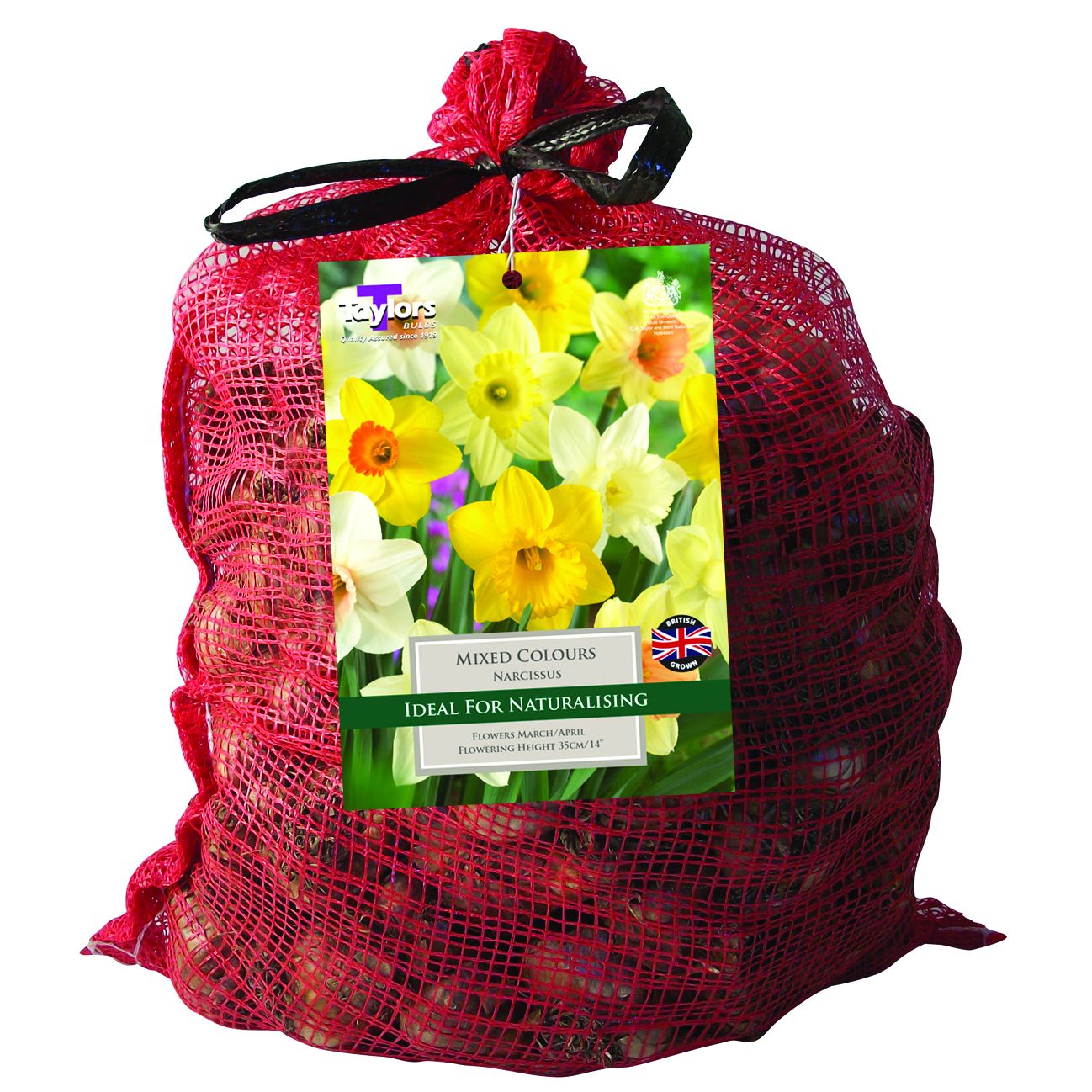 Taylors 8kg Mixed Daffodil Bulbs Beetham Nurseries