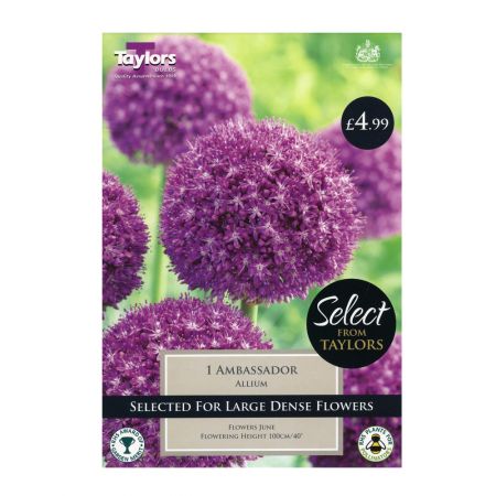 Taylors Allium Ambassador Bulbs (1 per Pack)