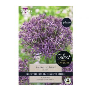 Taylors Allium Metallic Shine Bulbs (5 per Pack)