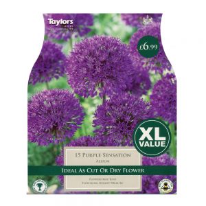 Taylors Allium Purple Sensation Bulbs (15 per Pack)