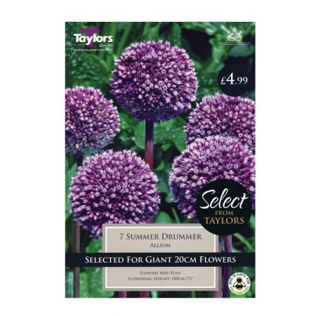Taylors Allium Summer Drummer Bulbs (7 per Pack)