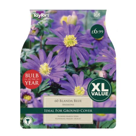 Taylors Anemone Blanda Blue Bulbs (60 per Pack)