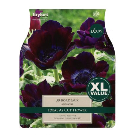 Taylors Anemone Bordeaux Bulbs (30 per Pack)