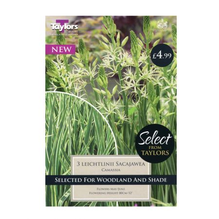 Taylors Camassia Leichtlinii Sacajawea Bulbs (3 per Pack)