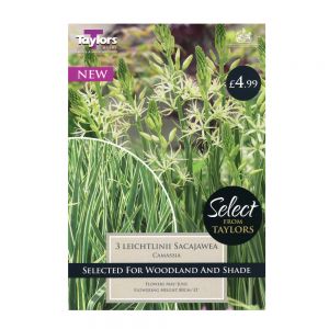 Taylors Camassia Leichtlinii Sacajawea Bulbs (3 per Pack)