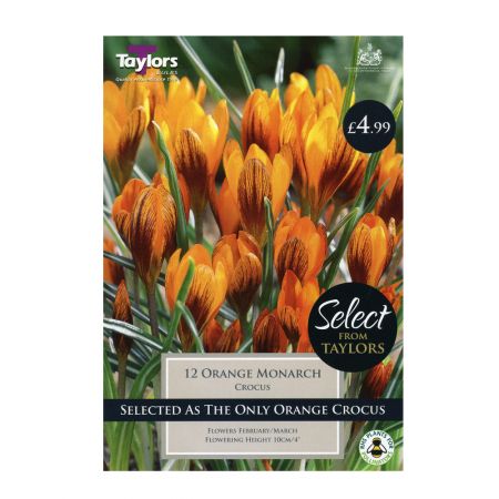 Taylors Crocus Orange Monarch Bulbs (Pack of 12)