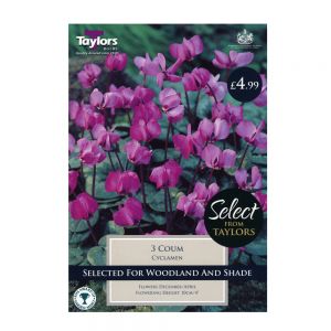 Taylors Cyclamen Coum Bulbs (3 per Pack)