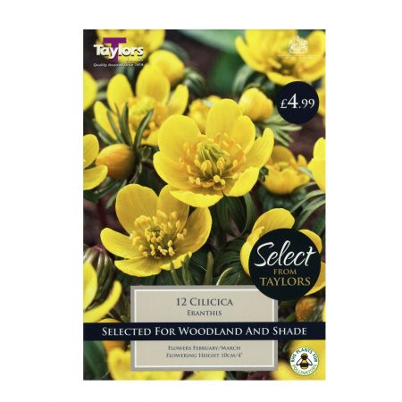 Taylors Eranthis Cilicica Bulbs (12 per Pack)