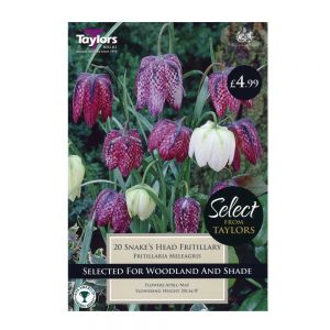 Taylors Fritillaria Meleagris Bulbs (20 per Pack)