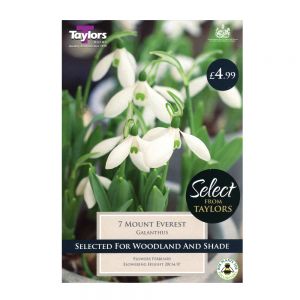 Taylors Galanthus Mount Everest Bulbs (7 per Pack)