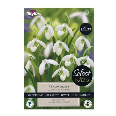 Taylors Galanthus Plicatus Bulbs (7 per Pack)