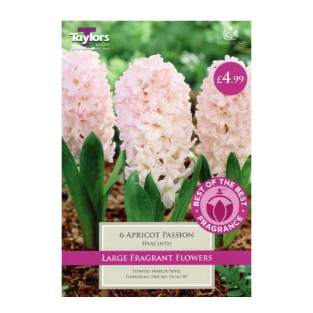 Taylors Hyacinth Apricot Passion Bulbs (6 per Pack)
