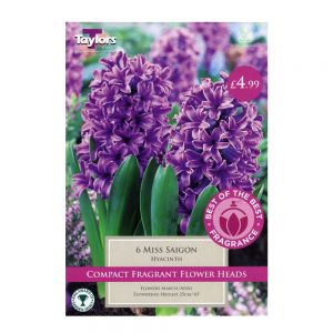 Taylors Hyacinth Miss Saigon Bulbs (6 per Pack)