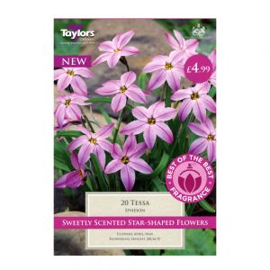 Taylors Ipheion Tessa Bulbs (20 per Pack)