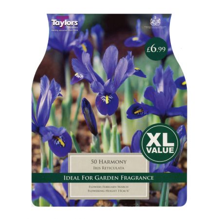 Taylors Iris Dwarf Harmony Bulbs (50 per Pack)
