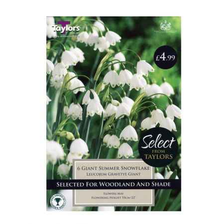 Taylors Leucojum Gravetye Giant Bulbs (6 per Pack)