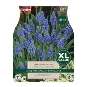 Taylors Muscari Armeniacum Bulbs (100 per Pack)
