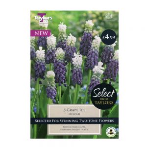 Taylors Muscari Grape Ice Bulbs (8 per Pack)